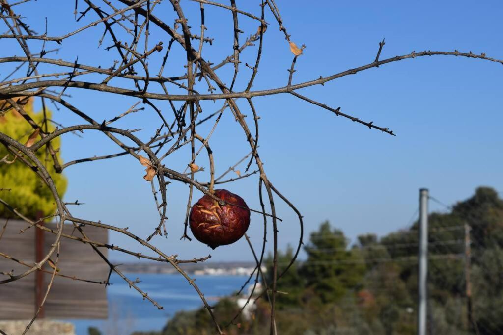 Apartamento Ολόκληρος Όροφος Αγροτική Οικία Néos Pírgos Exterior foto