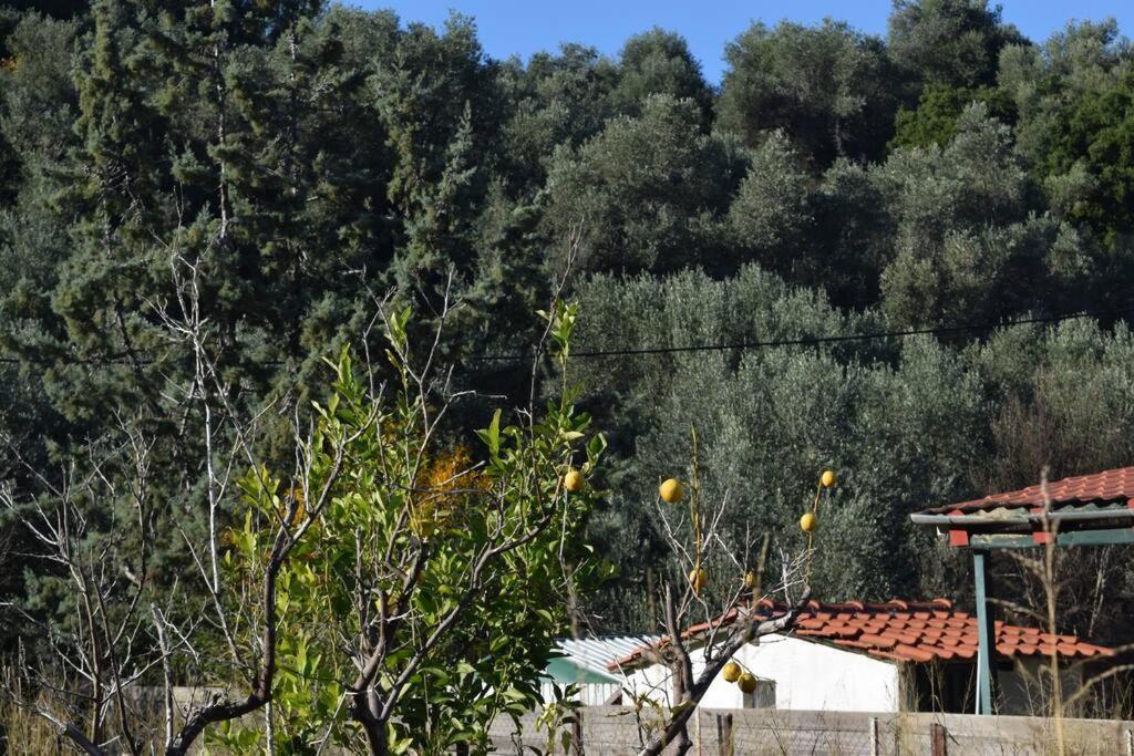 Apartamento Ολόκληρος Όροφος Αγροτική Οικία Néos Pírgos Exterior foto